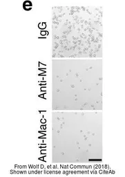 Anti-CD11b antibody [2LPM19c] used in Neutralizing/Blocking/Inhibition (Neutralizing/Inhibition). GTX72023