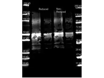 Anti-Protein A antibody used in Western Blot (WB). GTX72895