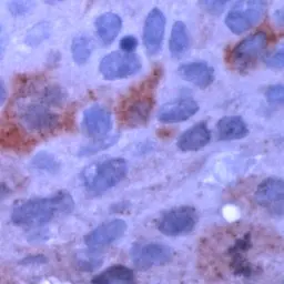Anti-Cyclin B1 antibody used in IHC (Paraffin sections) (IHC-P). GTX73034