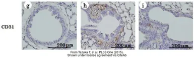 Anti-CD31 antibody [JC/70A] (ready-to-use) used in IHC (Paraffin sections) (IHC-P). GTX73514