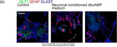 Anti-GFAP antibody [GA5] used in Immunocytochemistry/ Immunofluorescence (ICC/IF). GTX73615