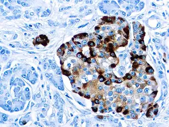 Anti-Chromogranin A antibody [LK2H10] (ready-to-use) used in IHC (Paraffin sections) (IHC-P). GTX73638