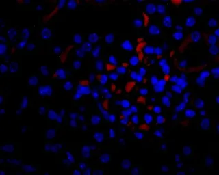 Anti-VEGFA antibody used in IHC (Paraffin sections) (IHC-P). GTX74091