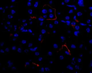 Anti-VEGFA antibody used in IHC (Paraffin sections) (IHC-P). GTX74091