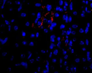 Anti-VEGFA antibody used in IHC (Paraffin sections) (IHC-P). GTX74091