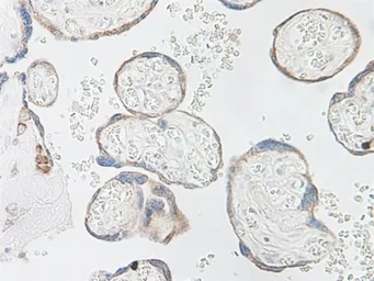 Anti-IL15 antibody used in IHC (Paraffin sections) (IHC-P). GTX74169