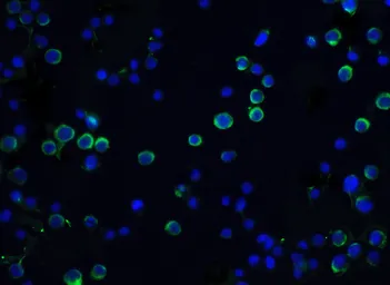 Anti-ICAD antibody used in Immunocytochemistry/ Immunofluorescence (ICC/IF). GTX74223