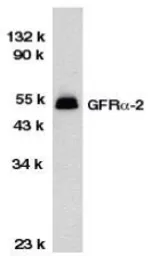 Anti-GDNF Receptor alpha 2 antibody used in Western Blot (WB). GTX74268
