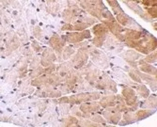 Anti-CIDE A antibody used in IHC (Paraffin sections) (IHC-P). GTX74347