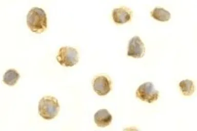 Anti-BAFF antibody used in Immunocytochemistry/ Immunofluorescence (ICC/IF). GTX74388