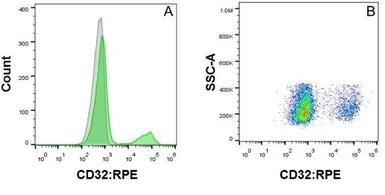 Anti-CD32 antibody [AT10] (PE) used in Flow cytometry (FCM). GTX74627