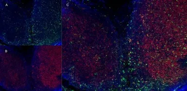 Anti-CD8 alpha antibody [YTS105.18] used in IHC (Frozen sections) (IHC-Fr). GTX74642