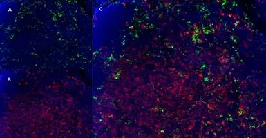 Anti-CD8 alpha antibody [YTS105.18] used in IHC (Frozen sections) (IHC-Fr). GTX74642