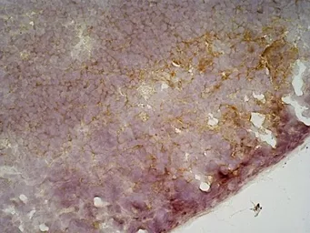 Anti-CD19 antibody [6D5] used in IHC (Frozen sections) (IHC-Fr). GTX75012