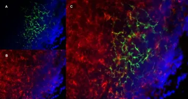 Anti-CD19 antibody [6D5] used in IHC (Frozen sections) (IHC-Fr). GTX75012
