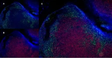 Anti-CD19 antibody [6D5] used in IHC (Frozen sections) (IHC-Fr). GTX75012