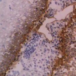Anti-Integrin beta 4 antibody [450-9D] (Azide free) used in IHC (Frozen sections) (IHC-Fr). GTX75043