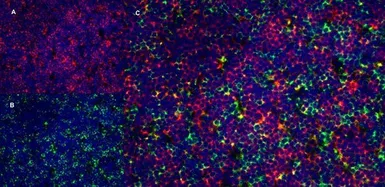 Anti-CD4 antibody [OX-35] used in IHC (Frozen sections) (IHC-Fr). GTX75109