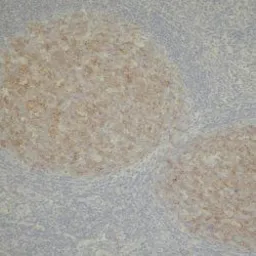 Anti-CD10 antibody [56C6] used in IHC (Paraffin sections) (IHC-P). GTX75376