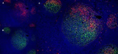 Anti-LRP1 antibody [A2Mr alpha-2] used in IHC (Frozen sections) (IHC-Fr). GTX75658