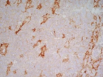 Anti-LRP1 antibody [A2Mr alpha-2] used in IHC (Frozen sections) (IHC-Fr). GTX75658