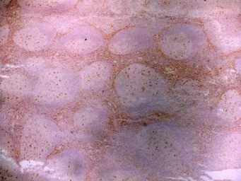 Anti-LRP1 antibody [A2Mr alpha-2] used in IHC (Frozen sections) (IHC-Fr). GTX75658