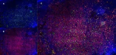Anti-CD13 antibody [R3-63] used in IHC (Frozen sections) (IHC-Fr). GTX75927