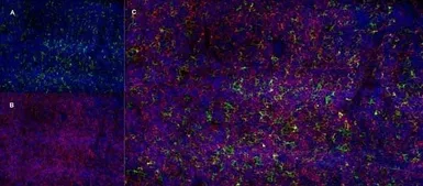 Anti-CD13 antibody [R3-63] used in IHC (Frozen sections) (IHC-Fr). GTX75927