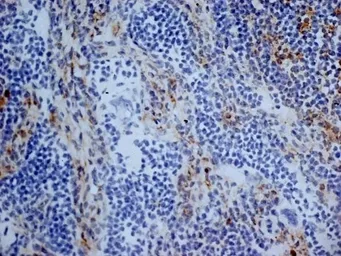 Anti-CD13 antibody [R3-63] used in IHC (Frozen sections) (IHC-Fr). GTX75927