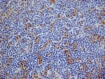 Anti-CD13 antibody [R3-63] used in IHC (Frozen sections) (IHC-Fr). GTX75927