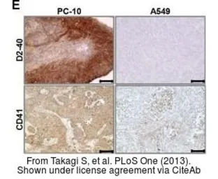 Anti-CD41 antibody [MWReg30] used in IHC (Frozen sections) (IHC-Fr). GTX76011