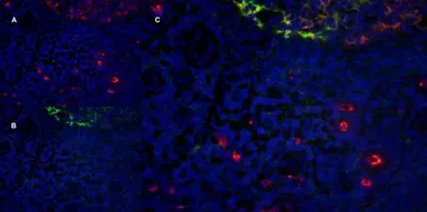 Anti-CD11b antibody [ICRF44] (Azide free) used in IHC (Frozen sections) (IHC-Fr). GTX76296