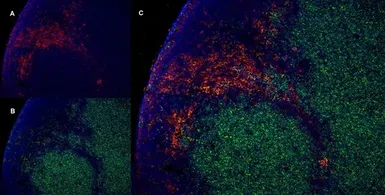 Anti-CD4 antibody [W3/25] used in IHC (Frozen sections) (IHC-Fr). GTX76318