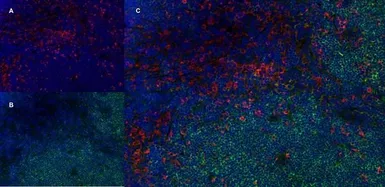 Anti-CD4 antibody [W3/25] used in IHC (Frozen sections) (IHC-Fr). GTX76318