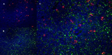 Anti-CD4 antibody [W3/25] used in IHC (Frozen sections) (IHC-Fr). GTX76318