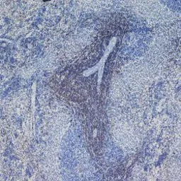 Anti-CD4 antibody [W3/25] used in IHC (Frozen sections) (IHC-Fr). GTX76318