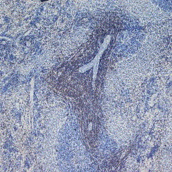 Anti-CD4 antibody [W3/25] (PE) used in IHC (Paraffin sections) (IHC-P). GTX76319