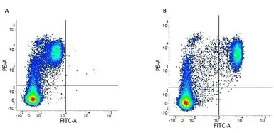 Anti-CD14 antibody [UCHM1] (FITC) used in Flow cytometry (FCM). GTX76340