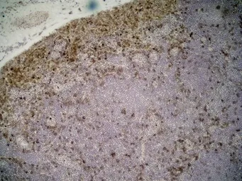 Anti-CD11b antibody [ED7] used in IHC (Frozen sections) (IHC-Fr). GTX76357