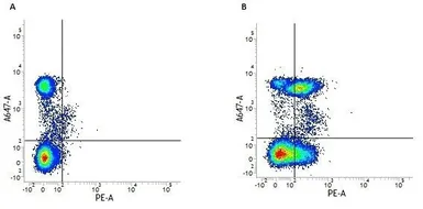 Anti-CD28 antibody [YTH913.12] (PE) used in Flow cytometry (FCM). GTX76421