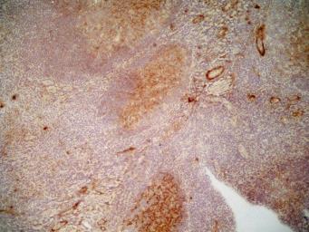 cd36 antibody [sm] (azide free)