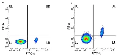 Anti-Integrin alpha 2 antibody [AK7] (PE) used in Flow cytometry (FCM). GTX76465