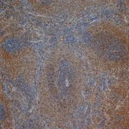 Anti-CD3 antibody [1F4] used in IHC (Paraffin sections) (IHC-P). GTX76493
