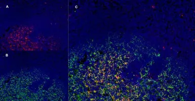 Anti-CD1a antibody [NA1/34-HLK] used in IHC (Frozen sections) (IHC-Fr). GTX76536