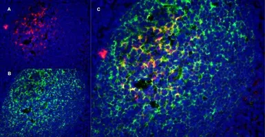 Anti-CD1a antibody [NA1/34-HLK] used in IHC (Frozen sections) (IHC-Fr). GTX76536