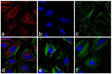 Goat Anti-Mouse IgG antibody (DyLight633). GTX76787