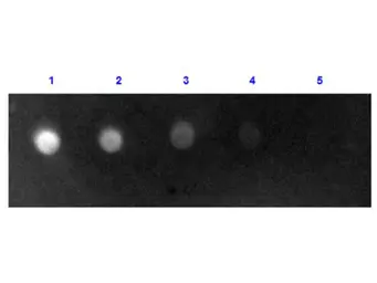 Rabbit Anti-Sheep IgG antibody (FITC). GTX77152