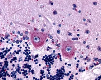 Chicken Anti-Human IgG antibody (HRP). GTX77533