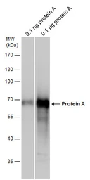 Anti-Protein A antibody (Biotin) used in Western Blot (WB). GTX77597