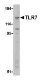 Anti-TLR7 antibody used in Western Blot (WB). GTX77619